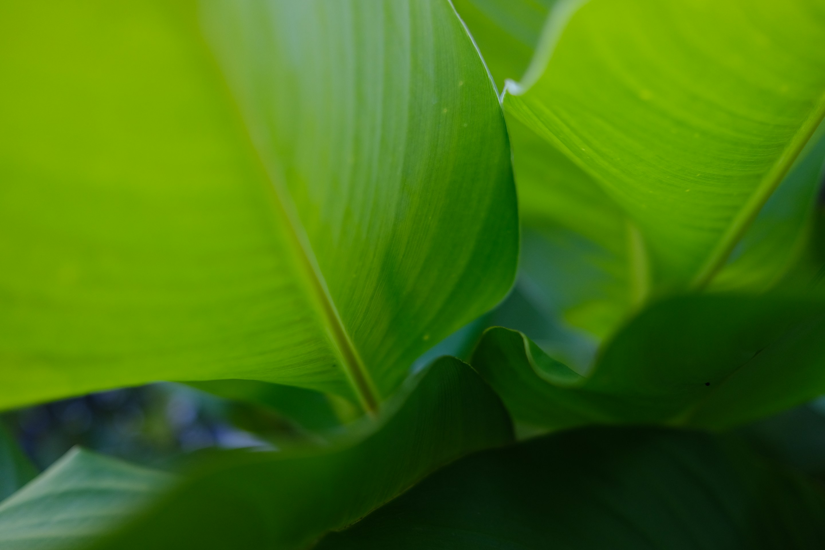 The Gentle Touch of Nature